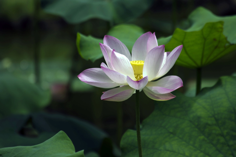 _IGP1367副本.jpg