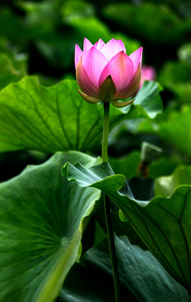 8E6A6566_副本.jpg