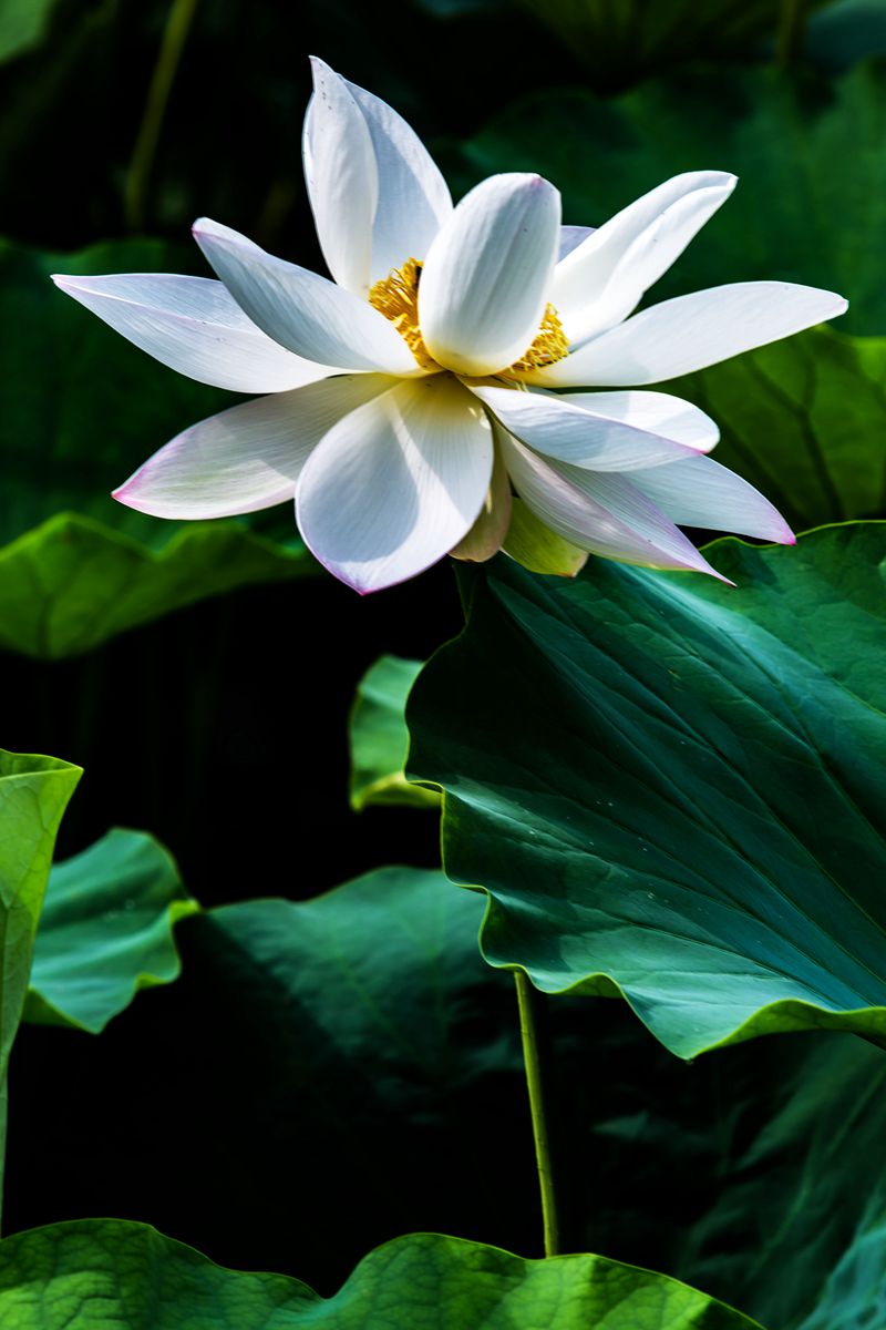 8E6A6675_副本.jpg