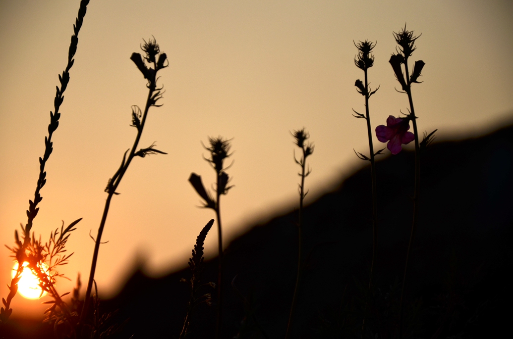 _DSC9057.JPG
