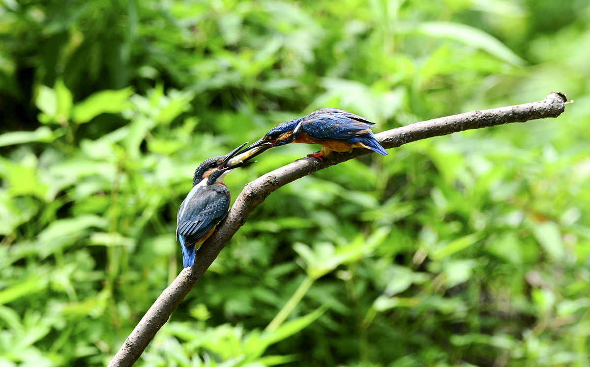 DSC_8163_A.jpg