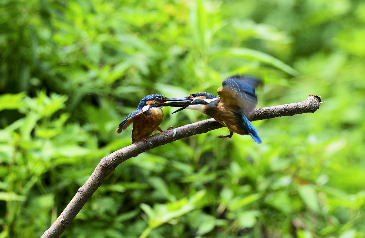 DSC_8192_A.jpg