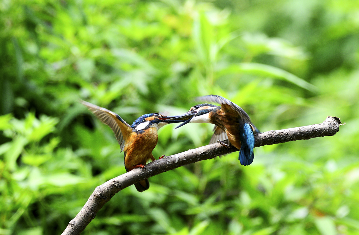 DSC_8194_副本.jpg