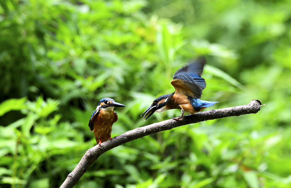 DSC_8196_副本.jpg