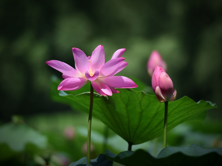 1034-荷花DSC_0439_.jpg
