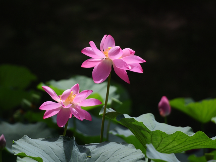 1034-荷花DSC_0451_.jpg