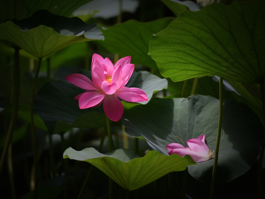 1034-荷花DSC_0455_.jpg