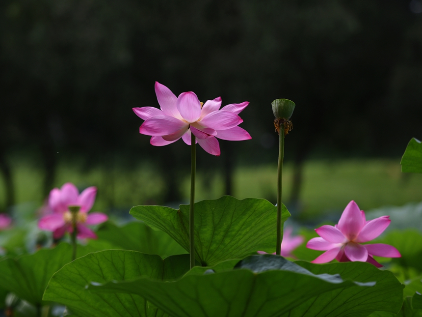 1034-荷花DSC_0466_.jpg
