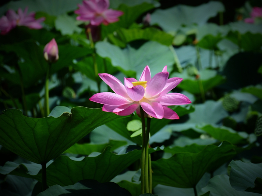 1034-荷花DSC_6182_.jpg