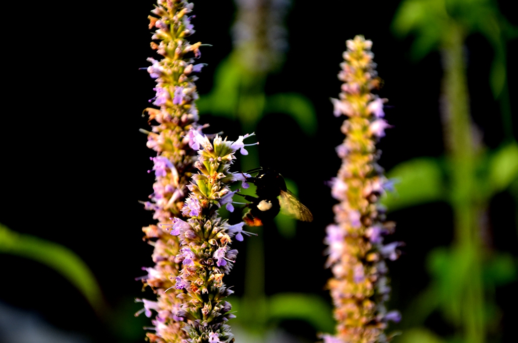 _DSC1610.JPG