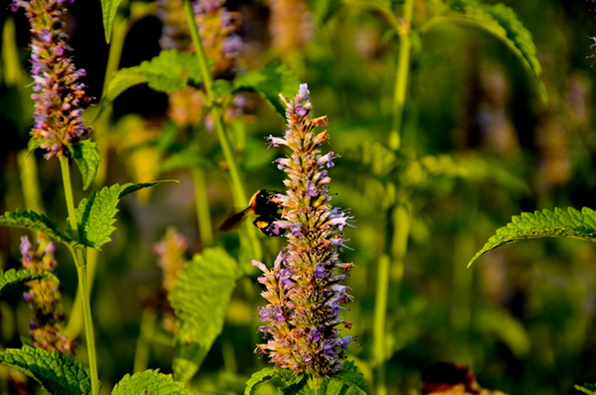 _DSC1609.JPG