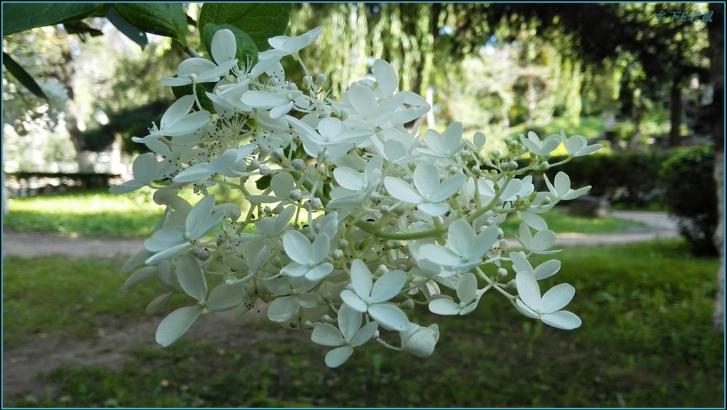 八仙花1.jpg