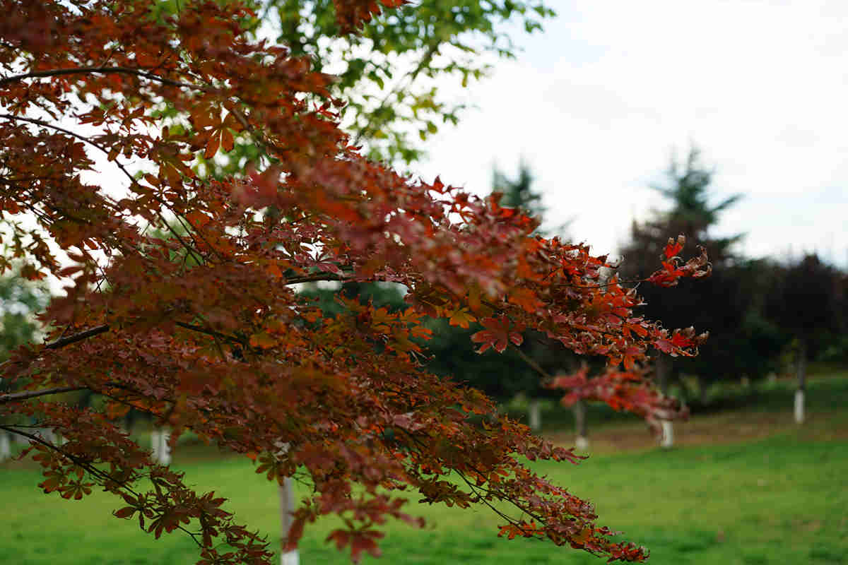 DSC01115_副本.jpg