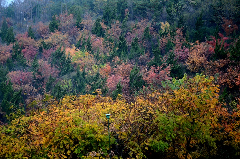DSC_5190.JPG