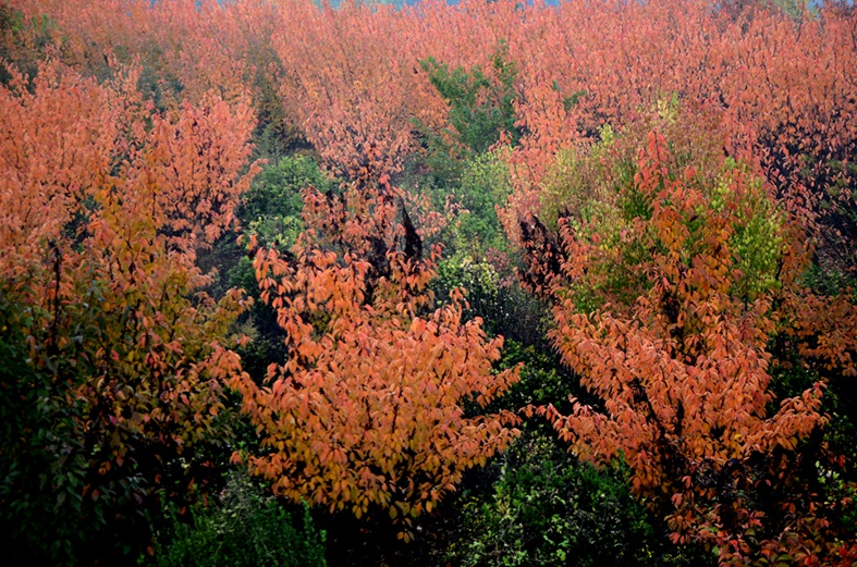 DSC_5189.JPG