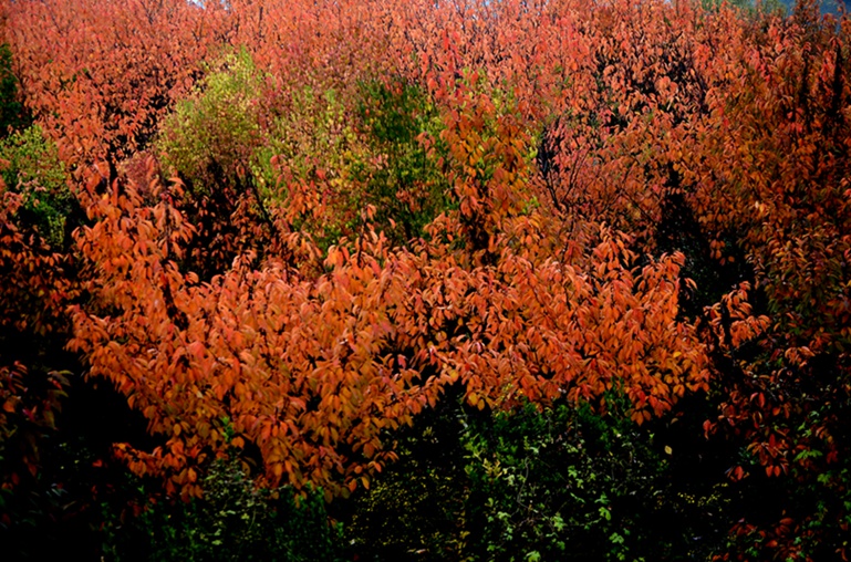 DSC_5196.JPG