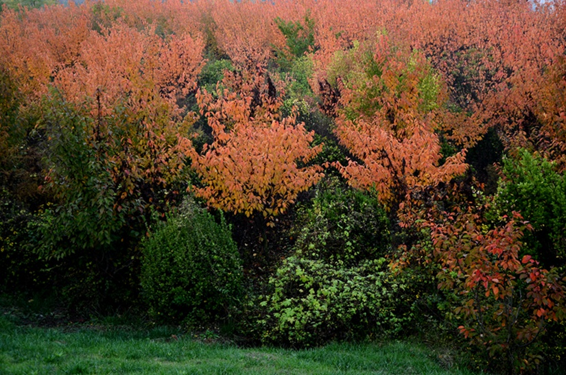 DSC_5192.JPG