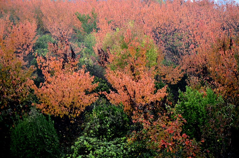 DSC_5187.JPG