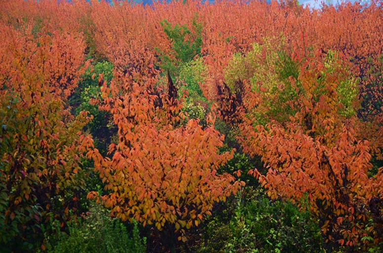 DSC_5195.JPG