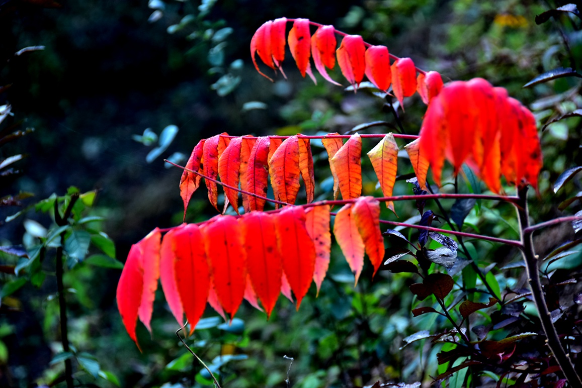 DSC_0106.JPG