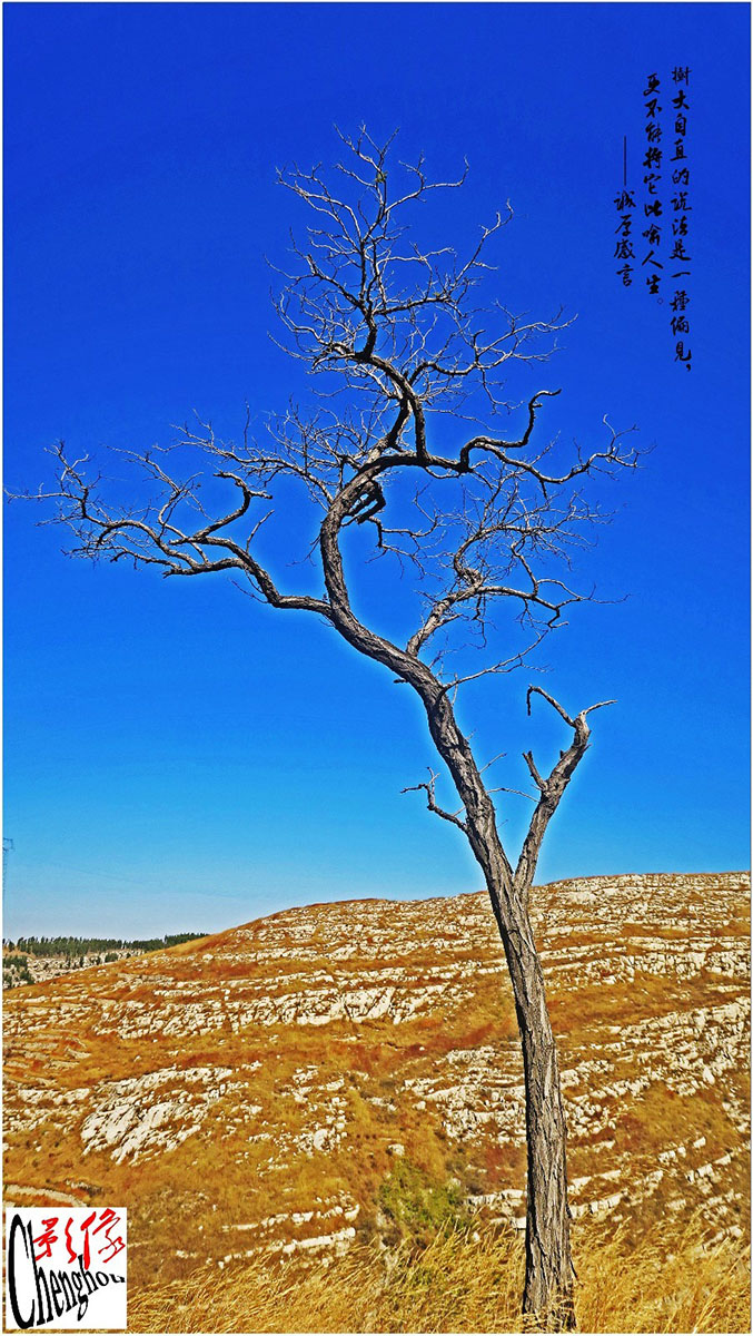 树大自直的说法十分错误，更不能将它比喻人生。1.jpg