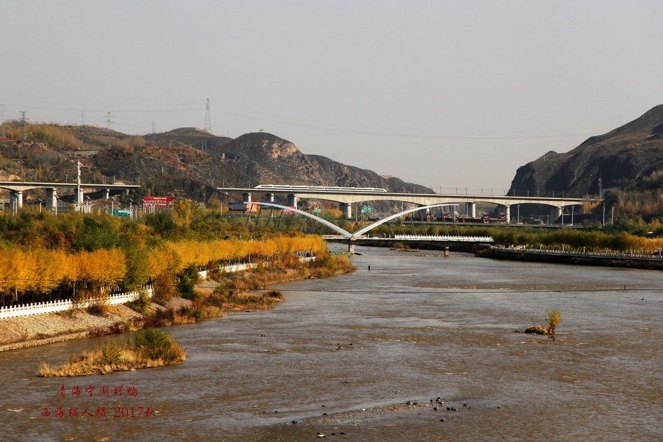 宁湖野鸭2.jpg
