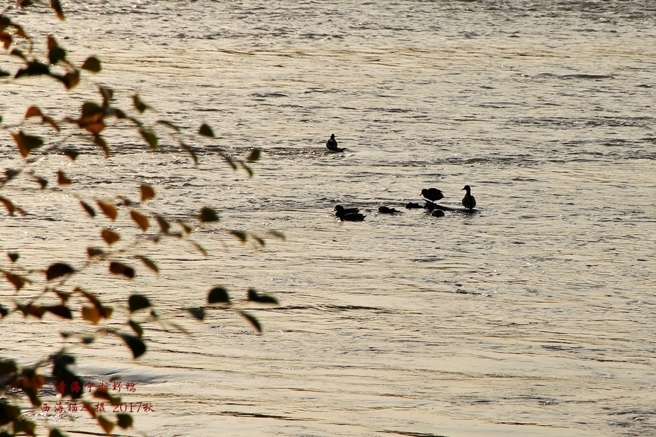 宁湖野鸭41.jpg