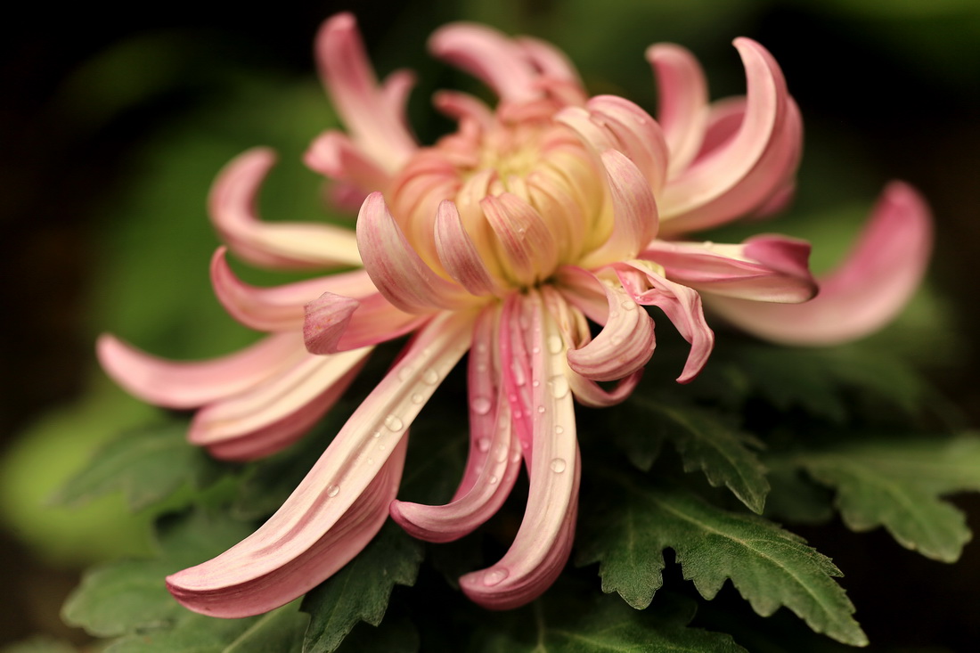 5L9A8103-.JPG
