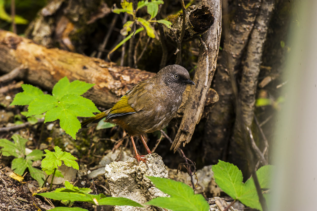 DSC_7118-2副本.jpg