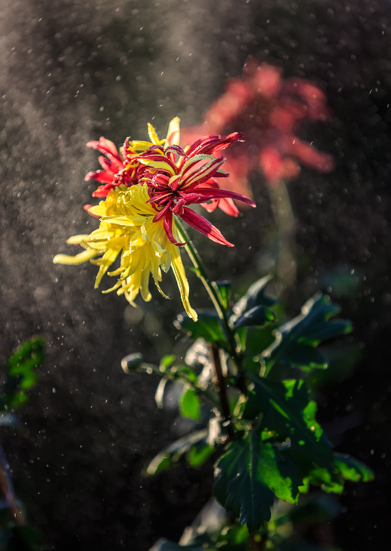 2I9A8009-编辑.jpg