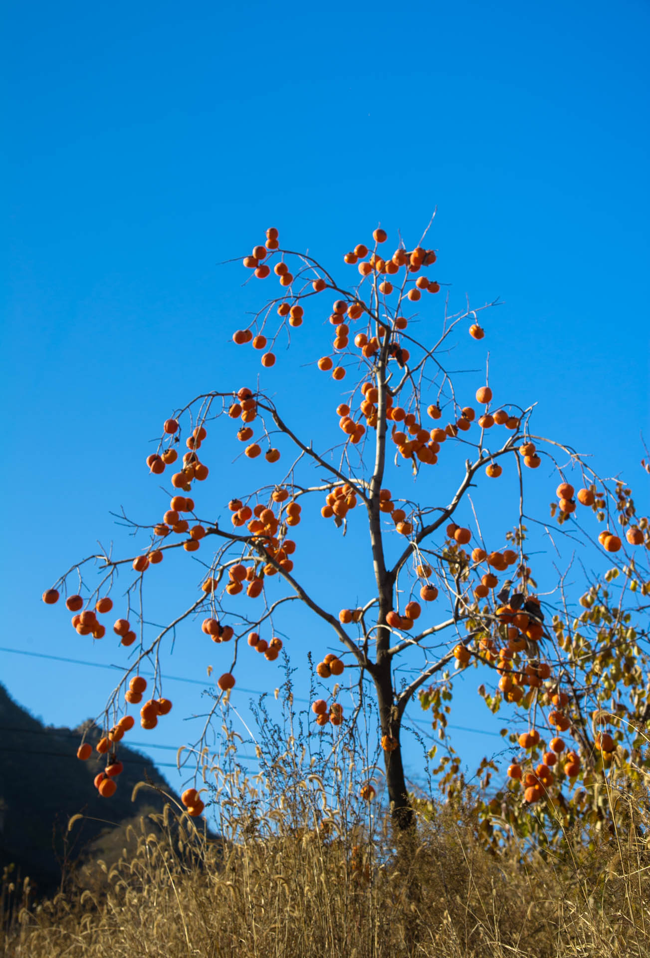 DSC_8248.JPG