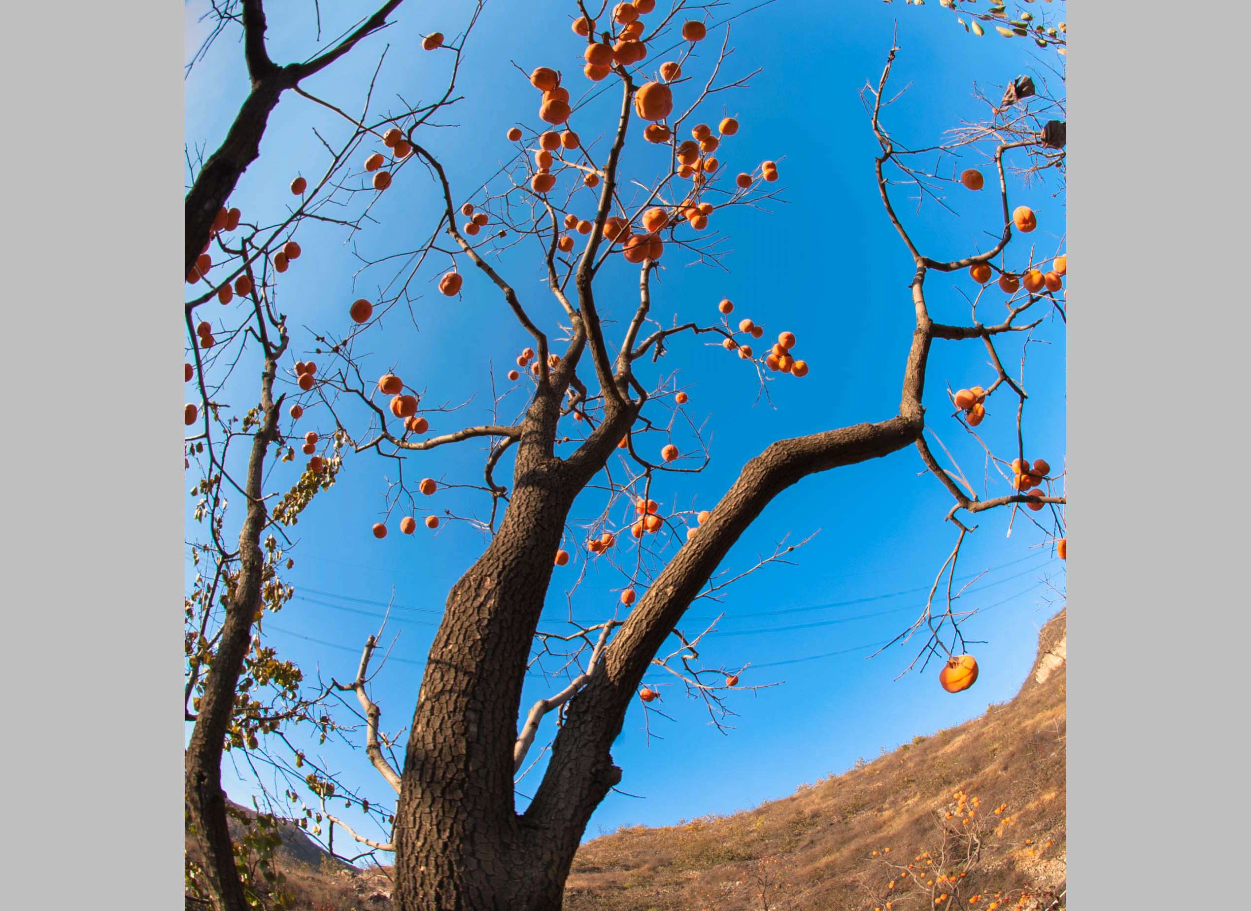 D70_3154.JPG