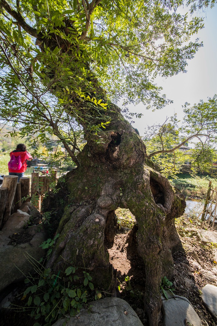 西河风情