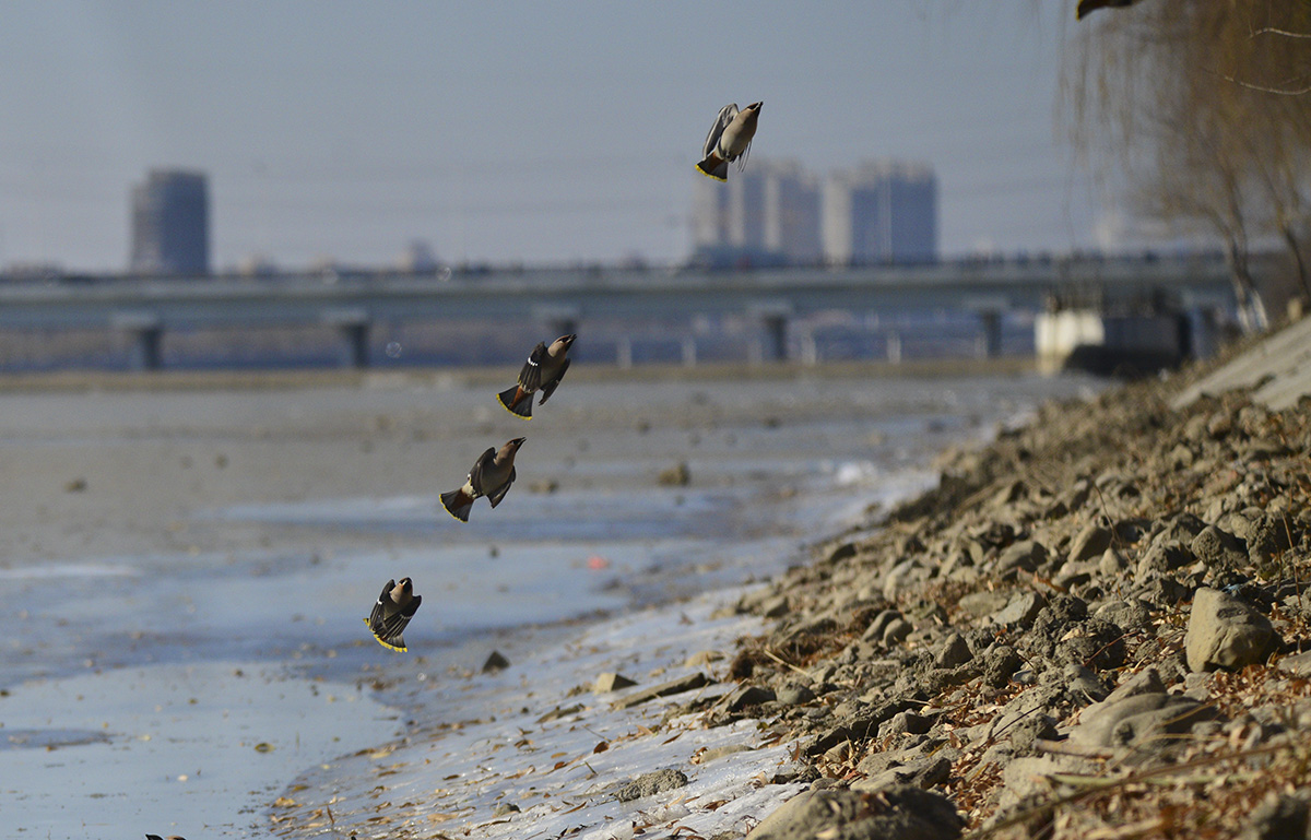 DSC_6791_副本.jpg