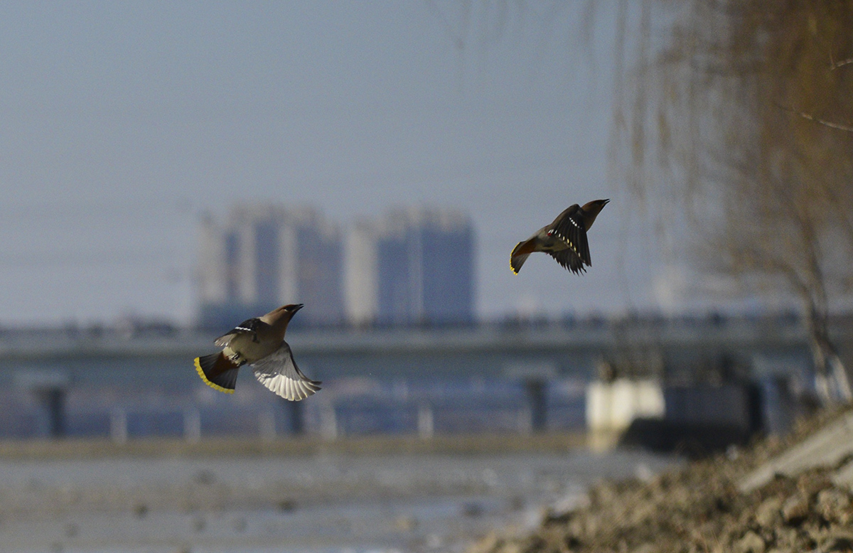 DSC_6792_副本.jpg