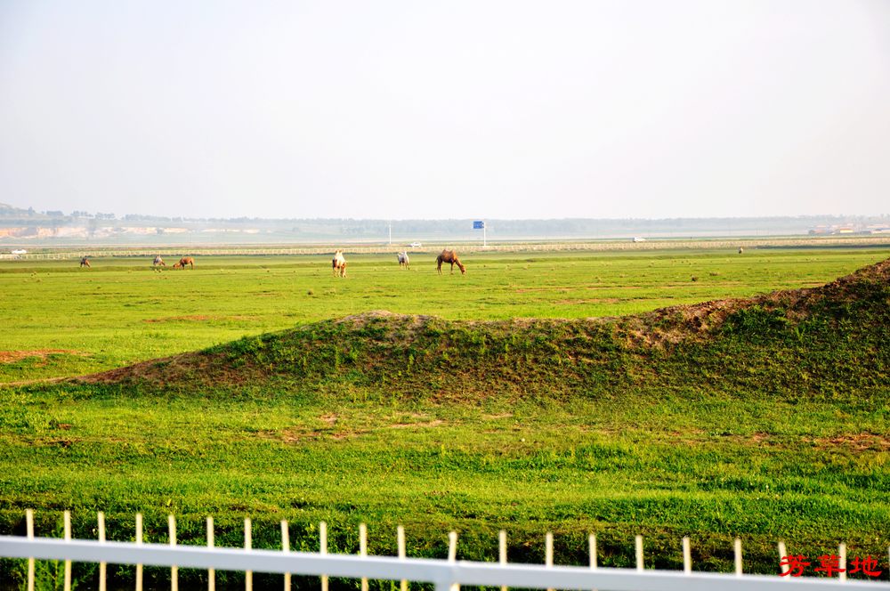 DSC_0264.jpg