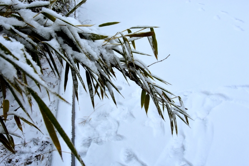 DSC_1180.JPG