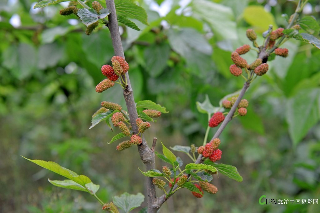 DSC_7035.jpg