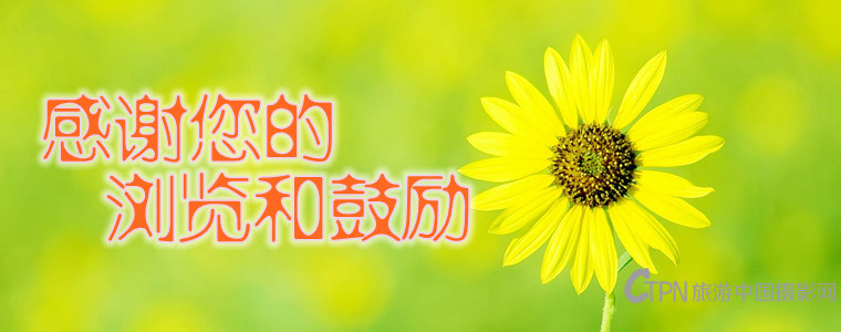 回复用花 (57).jpg