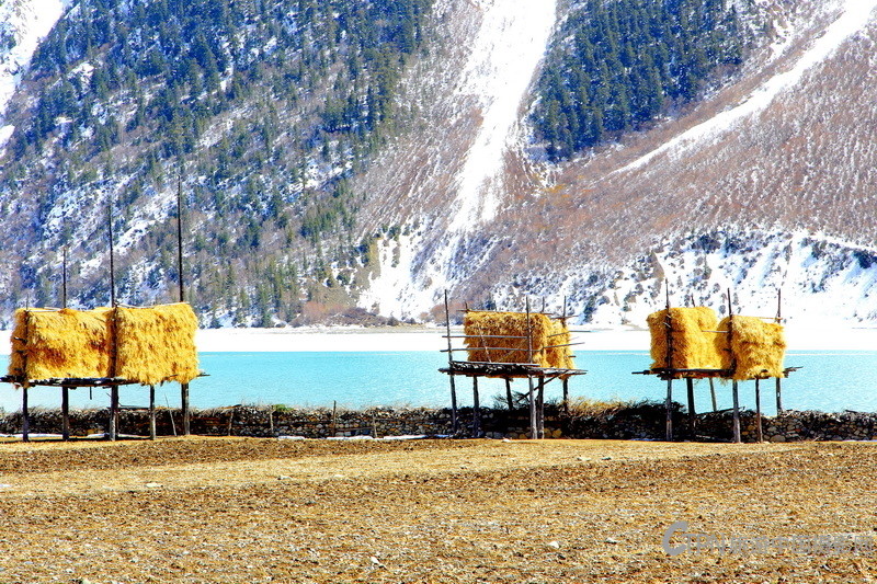 西藏然乌湖稻草垛