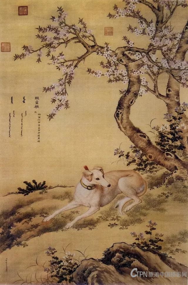 郎世宁画狗1.jpg