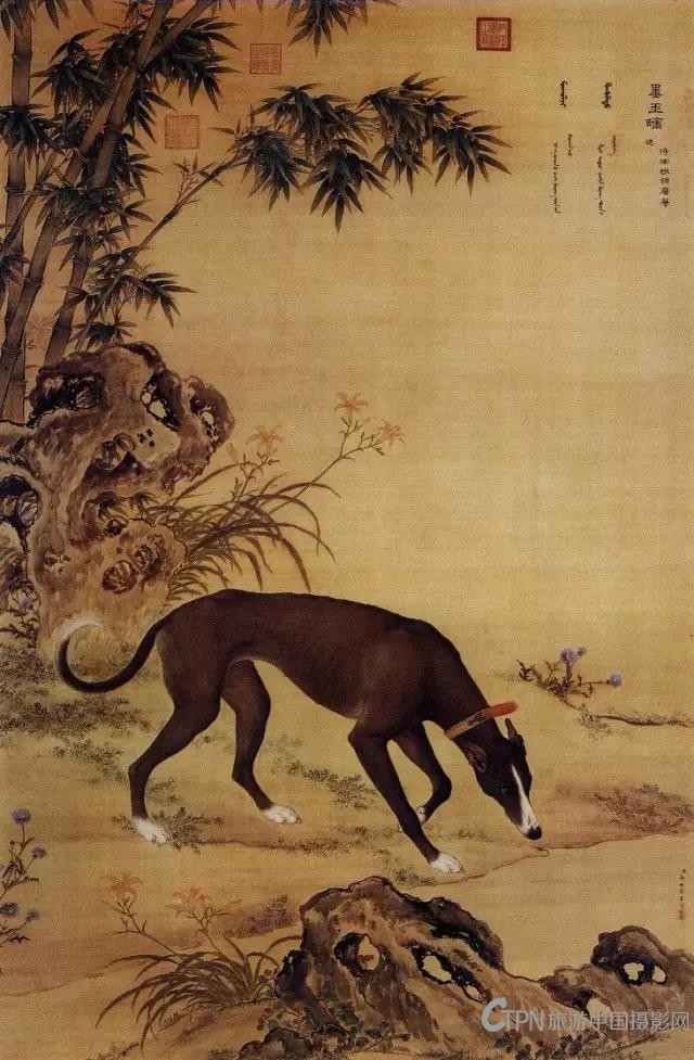 郎世宁画狗4.jpg