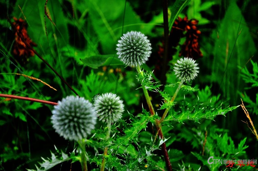 DSC_1076.jpg