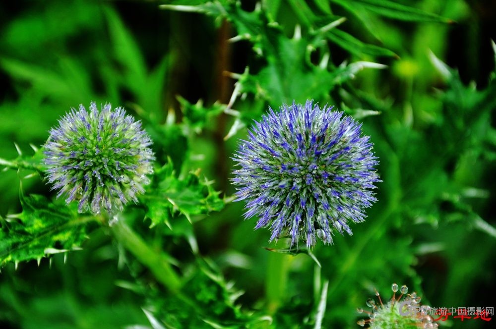 DSC_1077.jpg