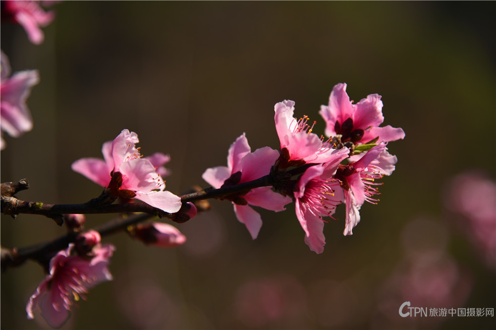 DSC_6781.jpg