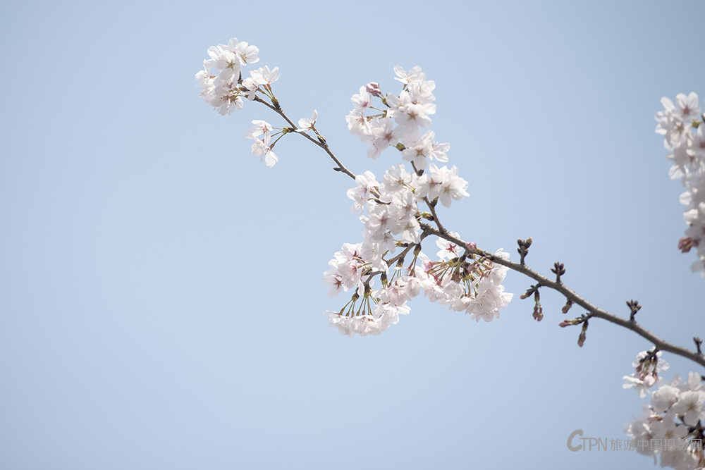 樱花DSC_1376---4.jpg