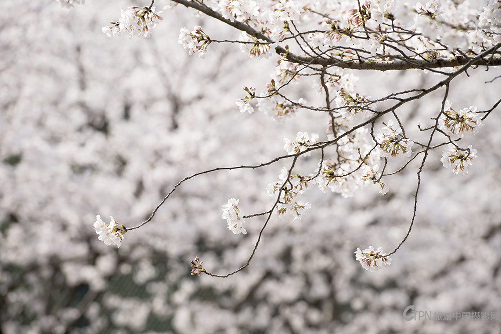 樱花DSC_1346---6.jpg