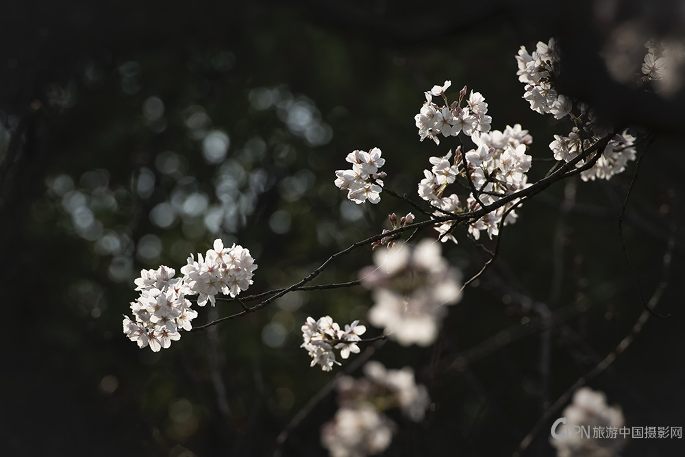 樱花DSC_1324---7.jpg