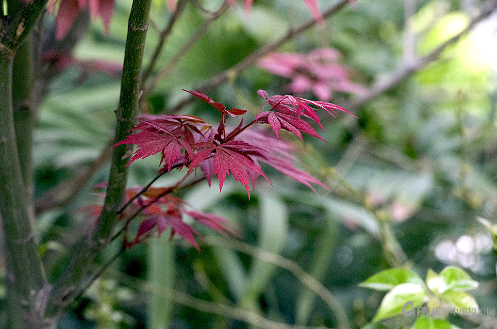 IMGP8743副本.jpg