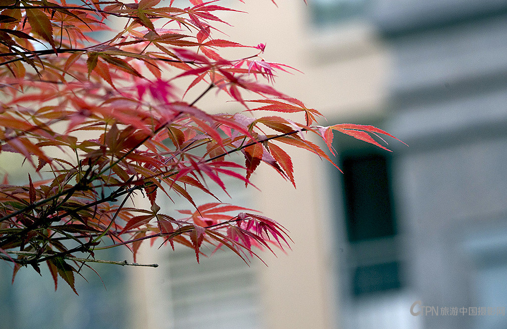 IMGP8745副本.jpg